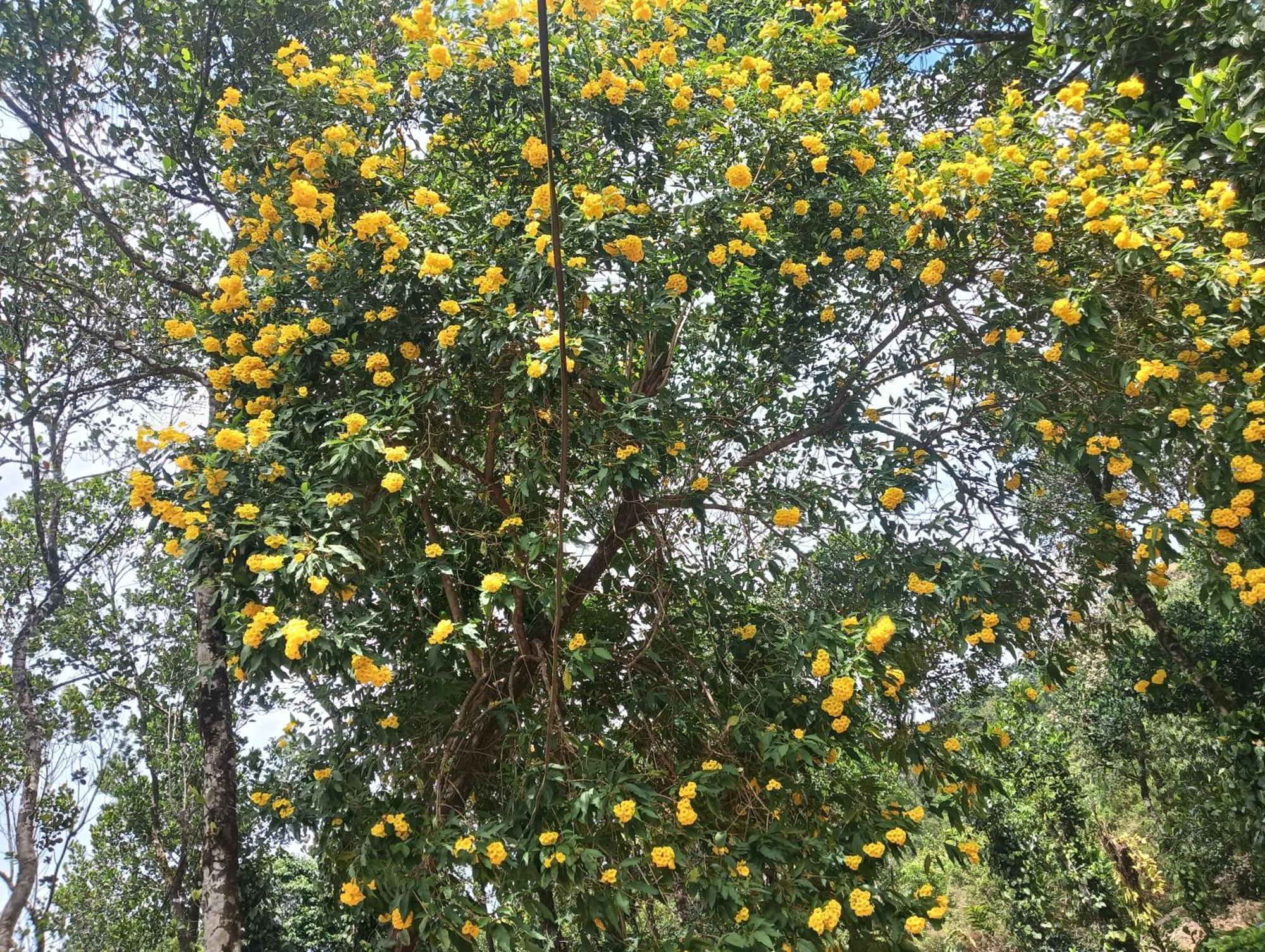 Tharayil Farm Stay Vagamon Pokoj fotografie
